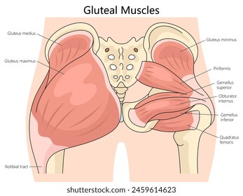 anatomy of human gluteal muscles, including labels for each muscle structure diagram hand drawn schematic vector illustration. Medical science educational illustration