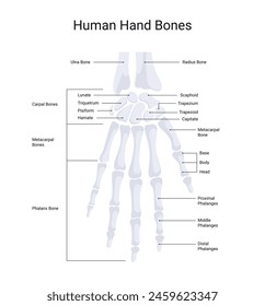 anatomy of human hand bones