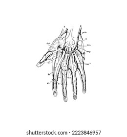 Anatomy of the Human Hand, vector illustration on white background