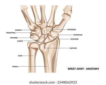 Anatomia do punho da mão humana. Ilustração vetorial com classificação.