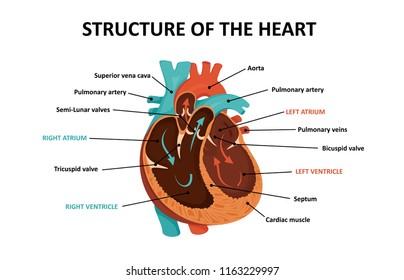Anatomy of human heart.