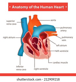 Anatomy of human heart.