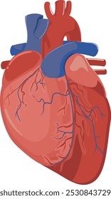 Anatomía del corazón humano