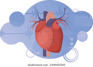 Anatomía del corazón humano