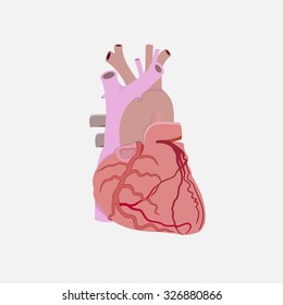 Anatomy of the human heart.
