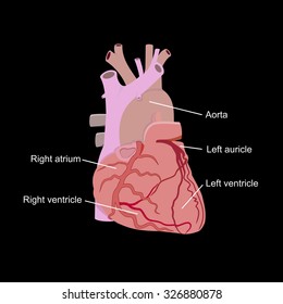 Anatomy of the human heart.