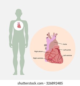Anatomy of the human heart