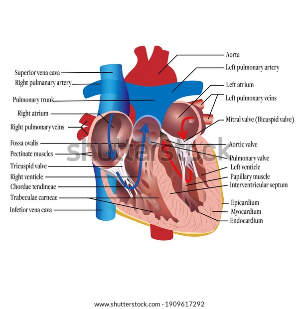Anatomy of the human\
heart. Cross sectional diagram of the heart with main parts\
labeled. Vector\
illustration
