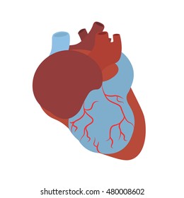 Anatomy Human Heart. Flat Design Style. Vector illustration