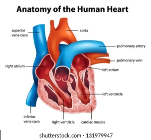 Anatomy of the human heart illustration