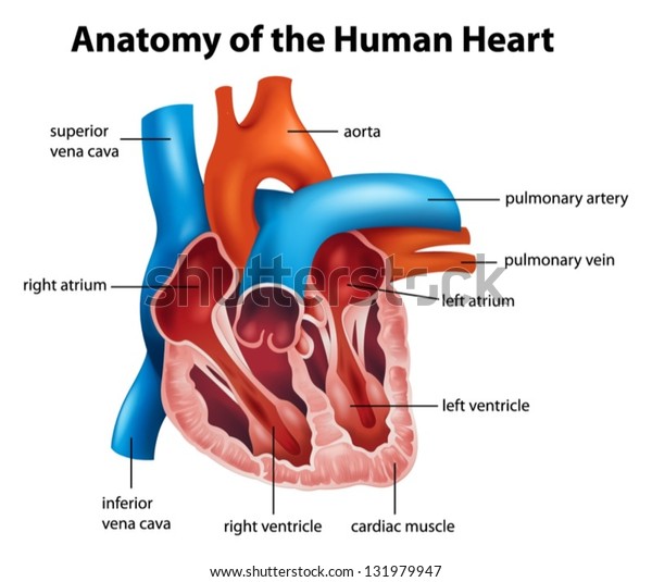人間の心臓のイラストの構造 のベクター画像素材 ロイヤリティフリー