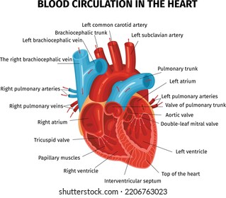 Anatomy Human Heart Plays Major Role Stock Vector (Royalty Free ...