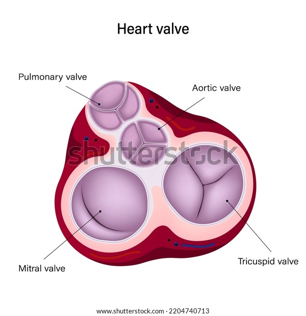 Anatomy of human heart valve.\
Diastole. Pulmonary, Aortic valve, Tricuspid valve and Mitral\
valve.