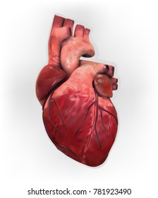 Anatomy of Human Heart. Vector   Human Heart Realistic vector illustrations 