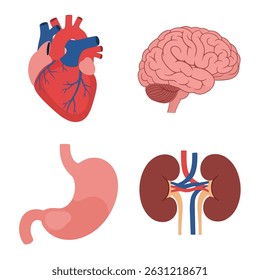 Anatomia Conjunto de ícones de órgãos internos humanos. Ilustração vetorial em estilo cartoon isolada sobre fundo branco