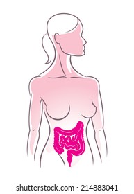 anatomy of human, intestines