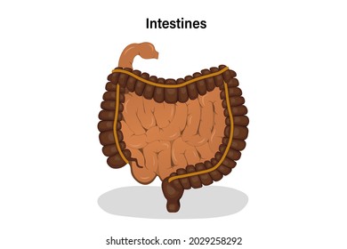 Anatomía del vector intestinal humano. Canal alimentario humano. Órgano digestivo. Educación médica. 