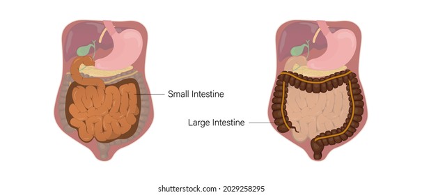 Anatomy of human intestines vector. Small and Large intestine. Human alimentary canal. Digestive organ. Medical education. 