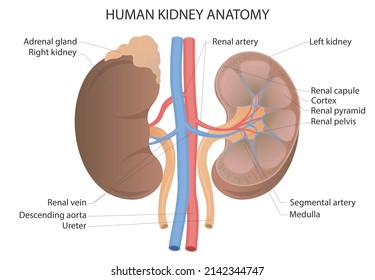 Anatomy of human kidney. Anatomical vector illustration in flat style isolated over white background.