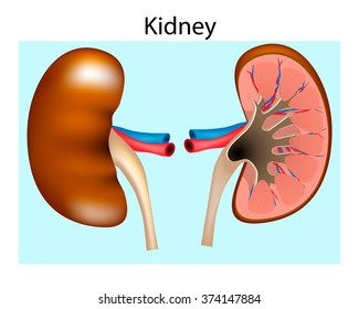 Anatomy Of The Human Kidney. Cut Section of Kidney. Blood Supply and Internal Structure