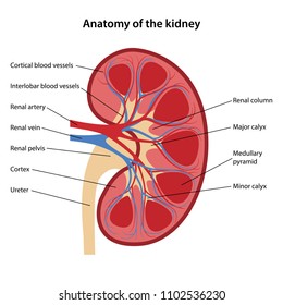 Anatomy of the human kidney with main parts labeled. Vector illustration. 