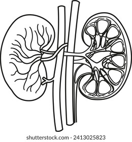 Anatomy of Human Kidneys for Coloring. Concept of the Urinary System. Vessels, Arteries and Veins Kidneys. Vector Illustration of Internal Organs