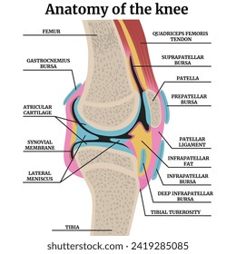Anatomy of the human knee joint in cross section. Colorful medical poster with descriptions. Vector illustration