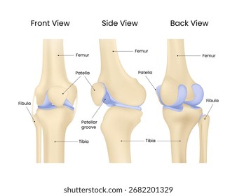 Anatomia da articulação do joelho humano Vista frontal e vista traseira