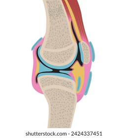 Anatomy of the human knee joint. Sectional view of the leg. Medical design. Vector illustration.