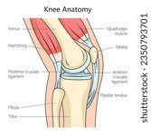Anatomy of the human knee joint side view structure diagram schematic vector illustration. Medical science educational illustration