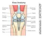 Anatomy of the human knee joint structure diagram schematic vector illustration. Medical science educational illustration