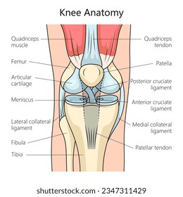 Anatomy of the human knee joint structure diagram schematic vector illustration. Medical science educational illustration