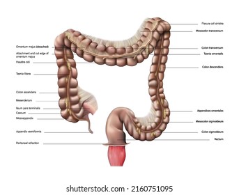 Anatomy of the human large intestine on a white background. Vector 3D illustration