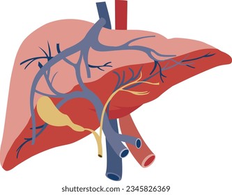 anatomy of the human liver