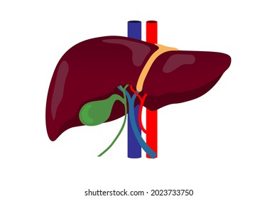 Anatomy Human Liver Blood Vessels That Stock Vector (Royalty Free ...