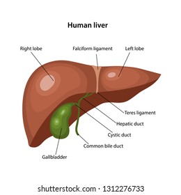 Diagram Of Liver With Labelling / What is the Role of the Liver in