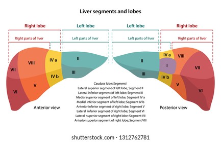 Segments liver CPT coding