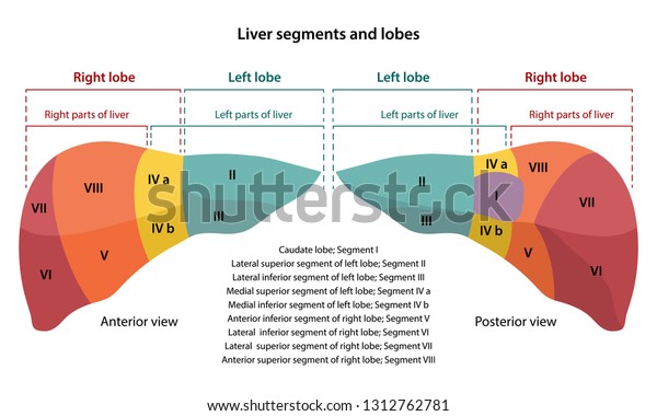 Liver Segments Diagram