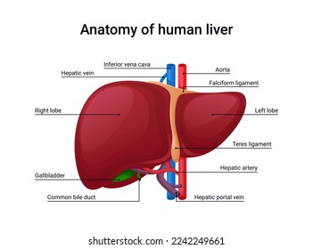 Anatomy of human liver, design for medical illustration