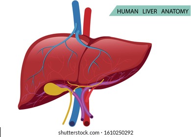 Anatomy Human Liver Structure Vector Health Stock Vector (Royalty Free ...