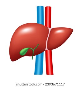 Anatomy of the human liver. Vector 3D clipart isolated on white background.