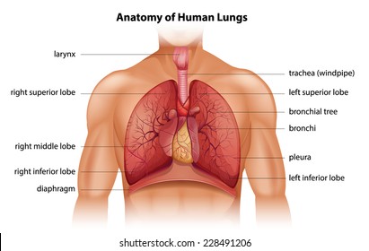 Anatomy of the human lungs