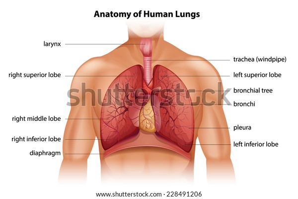 Anatomy of the human\
lungs