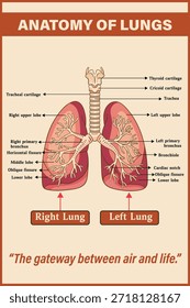 Anatomy of Human Lungs Diagram