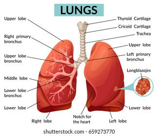 Anatomy Human Lungs Vector Illustration Stock Vector (Royalty Free ...