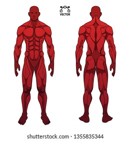 anatomy human male man body , front and back muscular system of muscle groups parts . flat medical scheme poster of training healthcare gym , vector illustration