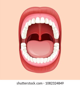 Anatomy Of  The Human Mouth illustration