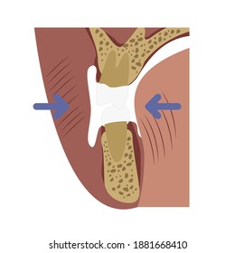 anatomy of human mouth illustrations. simple flat illlustrations for medical