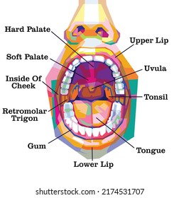 
The anatomy of the human mouth in pop art is very amazing and suitable for you students, teachers or an art collector.