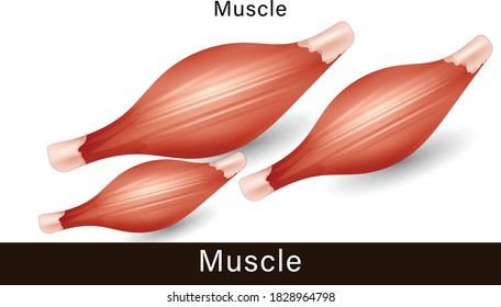 Anatomy Of Human Muscle. Physiology Of The Muscular System. Muscle Workout. Exercise And Muscle.  The Detailed Structure Of The Muscular System Vector Illustration.